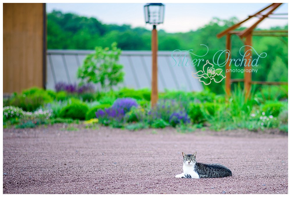 Silver Orchid Photography, Quarry Hill Farm, Harleysville, PA