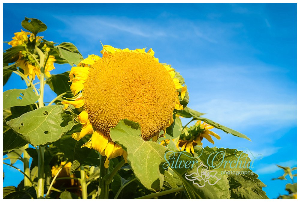 Silver Orchid Photography, Quarry Hill Farm, Harleysville, PA