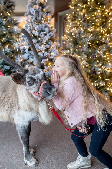 Photo of girl telling s secret to one of Santa's reindeer at the Cool Yule family holiday photo event by Siver Orchid Photography